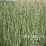 Calamagrostis x acutiflora 'Overdam' (v)