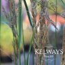 Calamagrostis x acutiflora 'Overdam' (v)