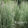 Calamagrostis x acutiflora 'Overdam' (v)