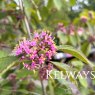 Callicarpa bodinieri 'Imperial Pearl' (7.5 litre pot)