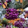 Callicarpa bodinieri 'Imperial Pearl' (7.5 litre pot)