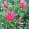 Callistemon citrinus 'Splendens' (3 litre pot)