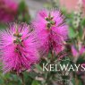 Callistemon HOT PINK ('Kkh01' PBR) (3 litre pot)