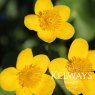 Caltha palustris