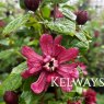 Calycanthus x raulstonii 'Hartlage Wine' (3 litre pot)