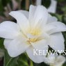 Camellia japonica 'White Swan'