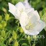 Campanula carpatica f. alba 'Weisse Clips'