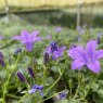 Campanula garganica 'Mrs Resholt'