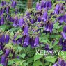 Campanula 'Sarastro'