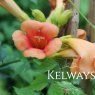 Campsis x tagliabueana Indian Summer ('Kudian' PBR)