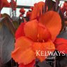 Canna 'Tropicanna Black'