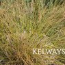 Carex dispacea 'Dark Horse'