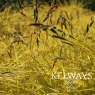 Carex elata 'Aurea'