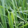 Carex lurida