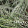 Carex oshimensis Everest ('Fiwhite' PBR) (EverColor Series) (v) (3 litre pot)