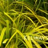 Carex oshimensis 'Everillo' PBR (EverColor Series)