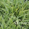 Carex siderosticta 'Variegata' (v)