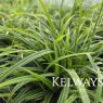 Carex sylvatica