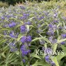 Caryopteris x clandonensis 'Heavenly Blue'
