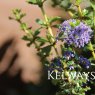 Ceanothus 'Blue Jeans'