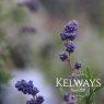 Ceanothus 'Italian Skies' (3 litre pot)