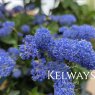 Ceanothus 'Italian Skies' (3 litre pot)