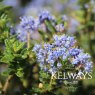 Ceanothus 'Puget Blue' (10 litre pot)