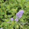 Ceanothus thyrsiflorus var. repens (2 litre pot)