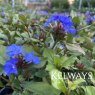 Ceratostigma plumbaginoides