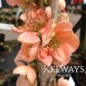 Chaenomeles speciosa 'Geisha Girl' (d) (3 litre pot)