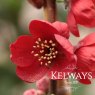 Chaenomeles x superba 'Crimson and Gold'