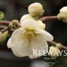 Chaenomeles x superba 'Jet Trail' (3 litre pot)