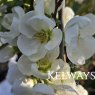 Chaenomeles x superba 'Jet Trail' (3 litre pot)