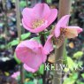 Chaenomeles x superba 'Pink Lady'
