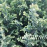Chamaecyparis lawsoniana 'Snow White' (v)