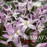 Scilla 'Pink Giant' (9cm pot)