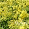 Choisya ternata SUNDANCE ('Lich') (7.5 litre pot)
