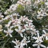 Choisya x dewitteana White Dazzler ('Londaz' PBR)