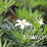 Choisya x dewitteana White Dazzler ('Londaz' PBR)