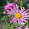 Chrysanthemum 'Clara Curtis' (21d)