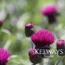 Cirsium rivulare 'Trevor's Felley Find'