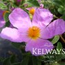 Cistus creticus (3 litre pot)