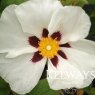 Cistus 'Snow Fire'