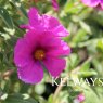 Cistus x pulverulentus 'Sunset' (3 litre pot)