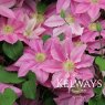 Clematis Abilene ('Evipo027' PBR) (Boulevard Series) (EL)