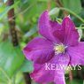 Clematis 'Etoile Violette' (Vt)