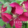 Clematis Alita ('Evipo070' PBR) (Vt)