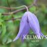 Clematis alpina 'Pamela Jackman' (A)