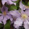 Clematis Angelique ('Evipo017') (Boulevard Series) (EL)