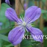 Clematis 'Arabella' (I)